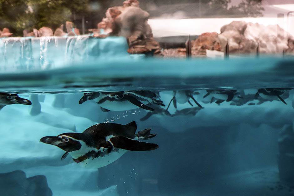 pingvini-zoo-vrt-stefan-stojanovic-2-.jpg