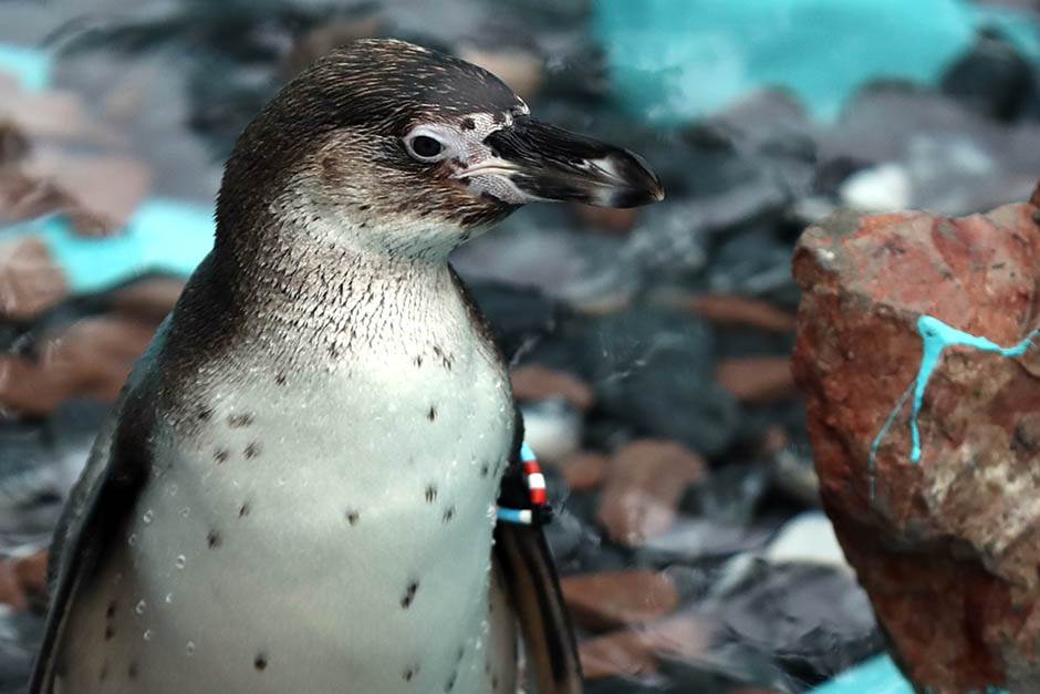 pingvini-zoo-vrt-stefan-stojanovic-9-.jpg