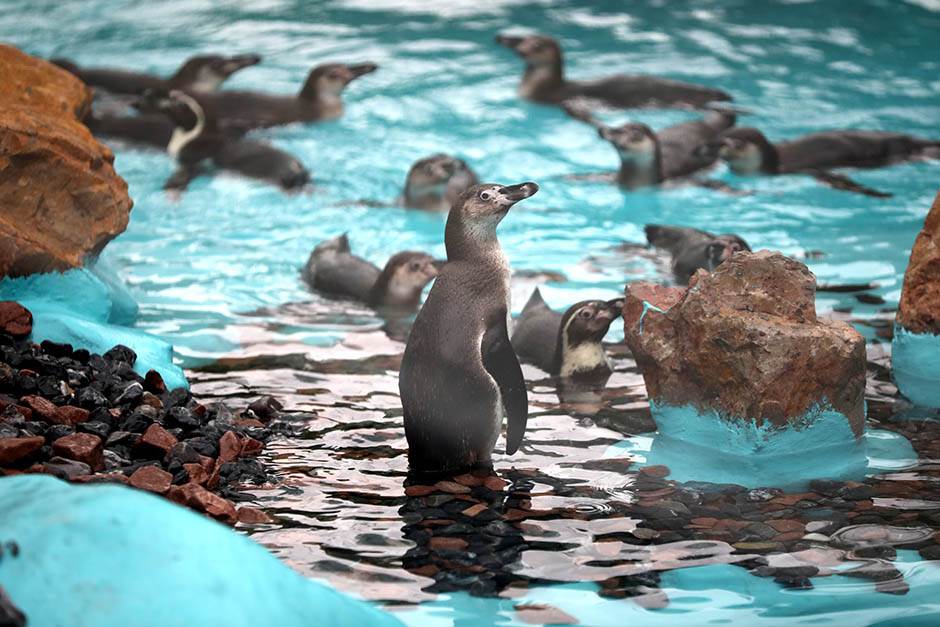 pingvini-zoo-vrt-stefan-stojanovic-17-.jpg