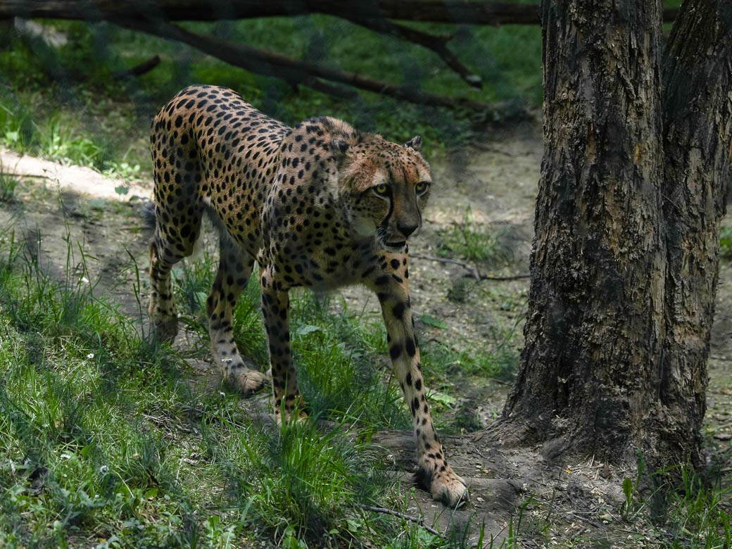  Gepardima preti izumiranje 
