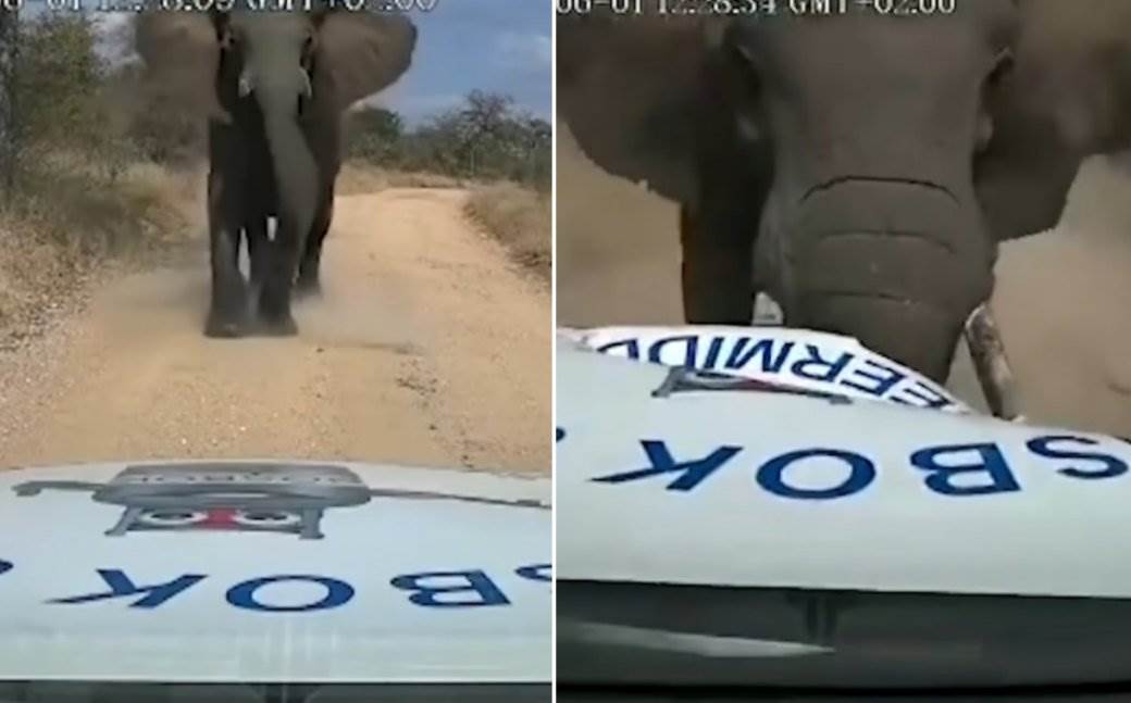  napad slona u juznoj africi video 