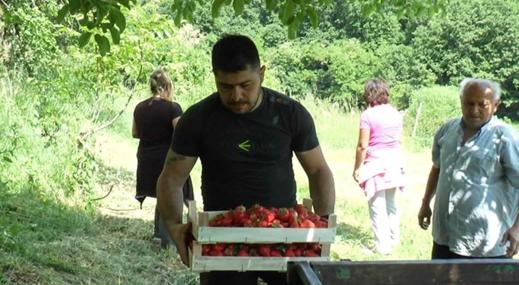  biznis poslovi na selu uzgajanje jagoda 