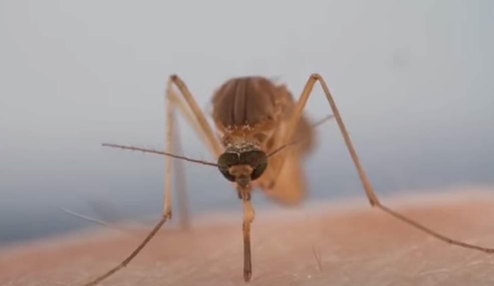  Ispuštanje sterilnih komaraca u Novom Sadu 
