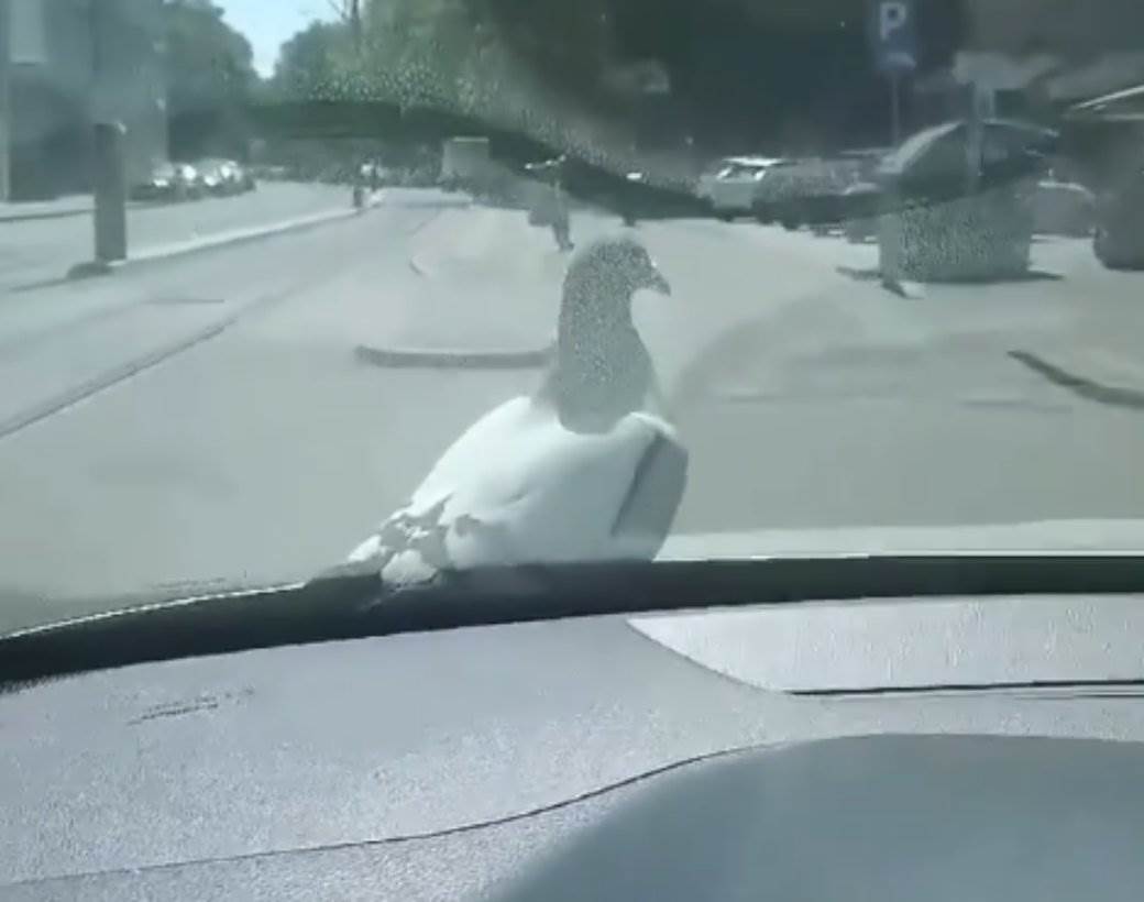  golub se vozi na haubi taksi vozila u beogradu 