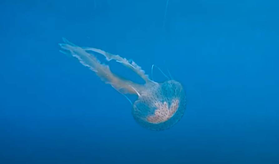  jadransko more hrvatska meduza morska mesecina 
