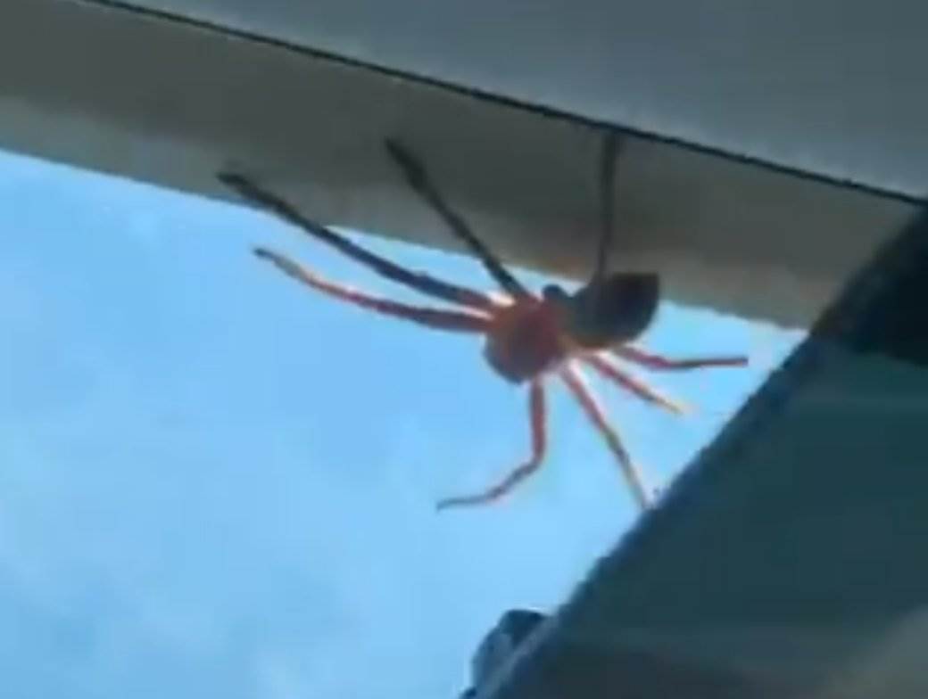  pauk pao na pilota tokom sletanja u australiji 