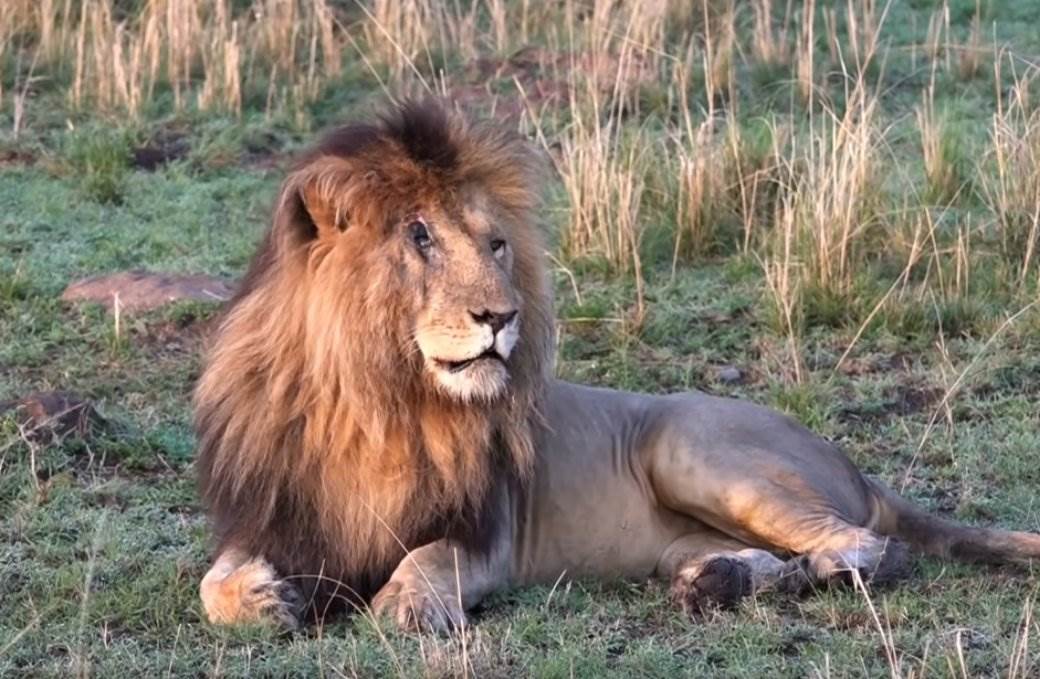  skarfejs lav preminuo u keniji 