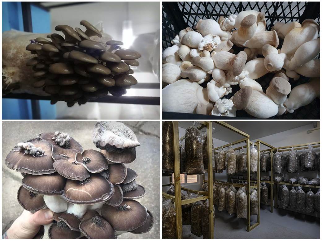  Uzgoj lekovitih gljiva zarada 