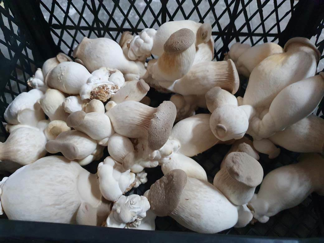  Zabrana prodaje gljiva na pijacama 