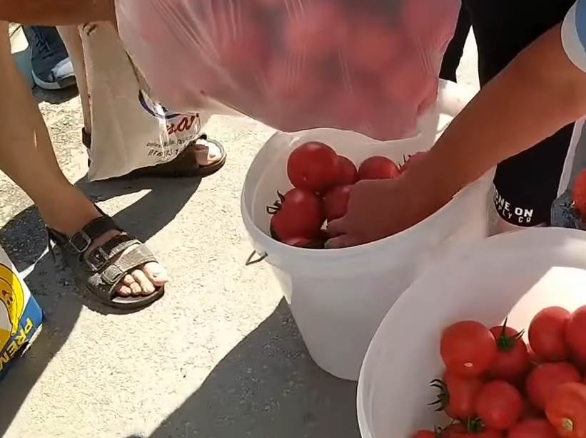  leskovac besplatni paradajz 