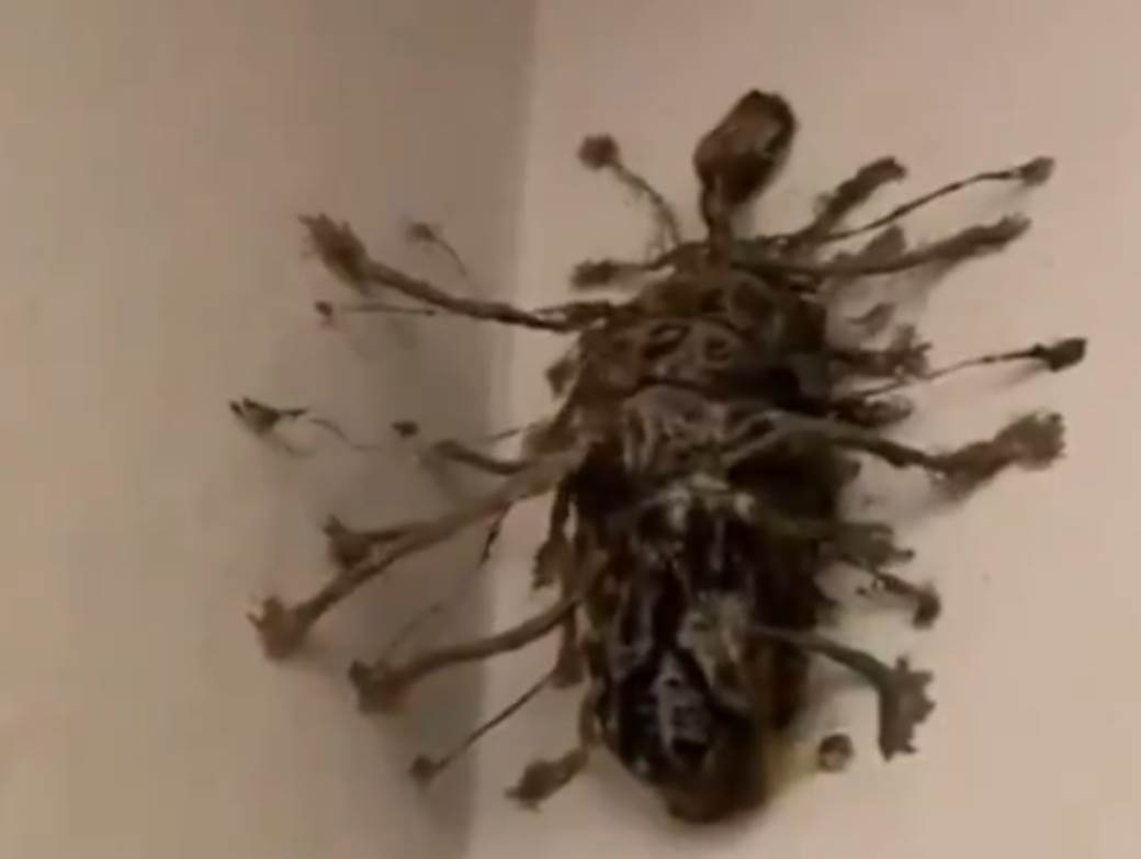  insekt u apartmanu video 