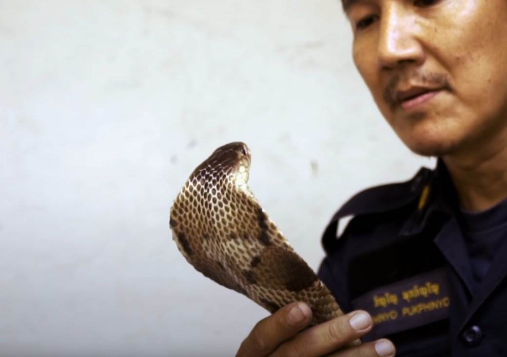  Kobra ubila hvatača zmija sa Filipina 