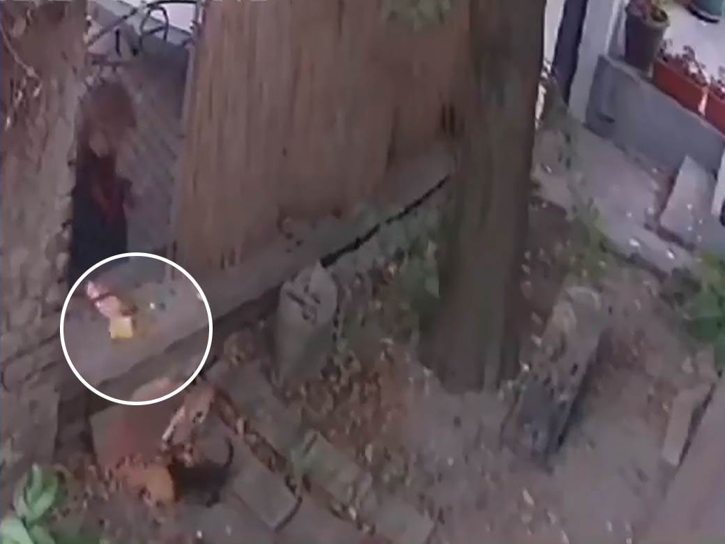  Žena otrovala mačke u Beogradu 