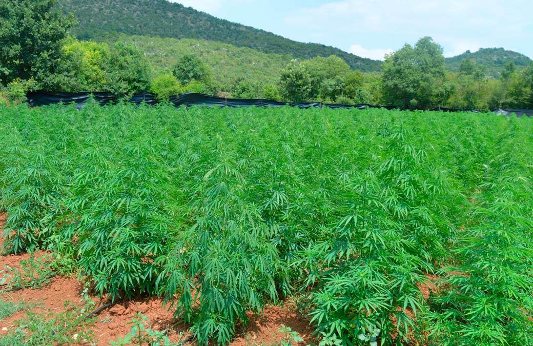  Najveća plantaža marihuane u Crnoj Gori 
