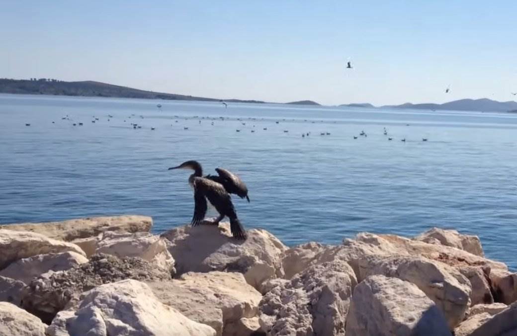  Napadi gnjurca na ostrvu Molat u Hrvatskoj 
