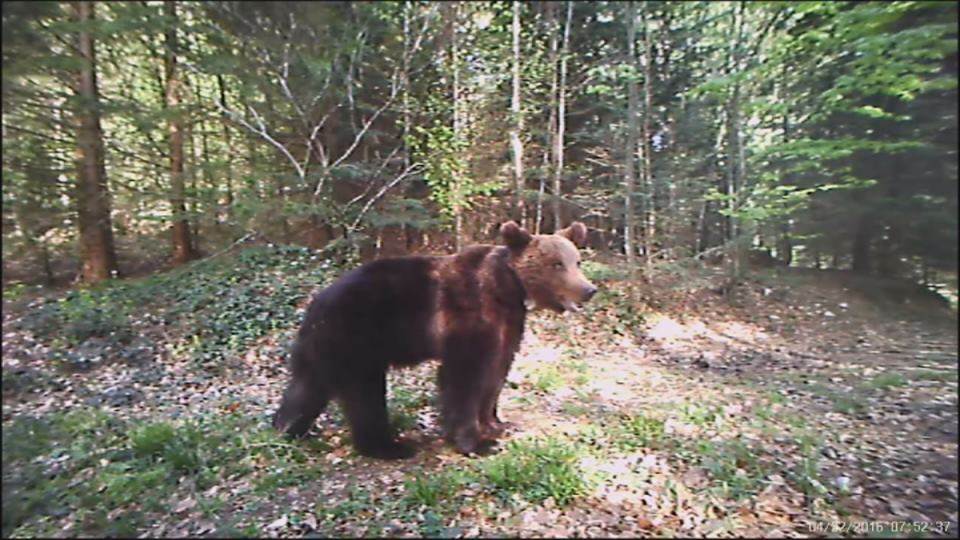  Snimak medveda sa kamere na hranilištu 