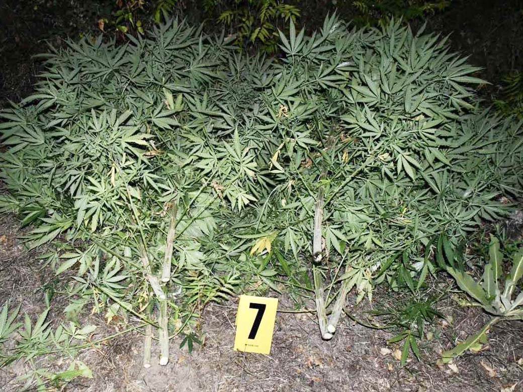  Uhapšen uzgajivač marihuane kod Merošine 