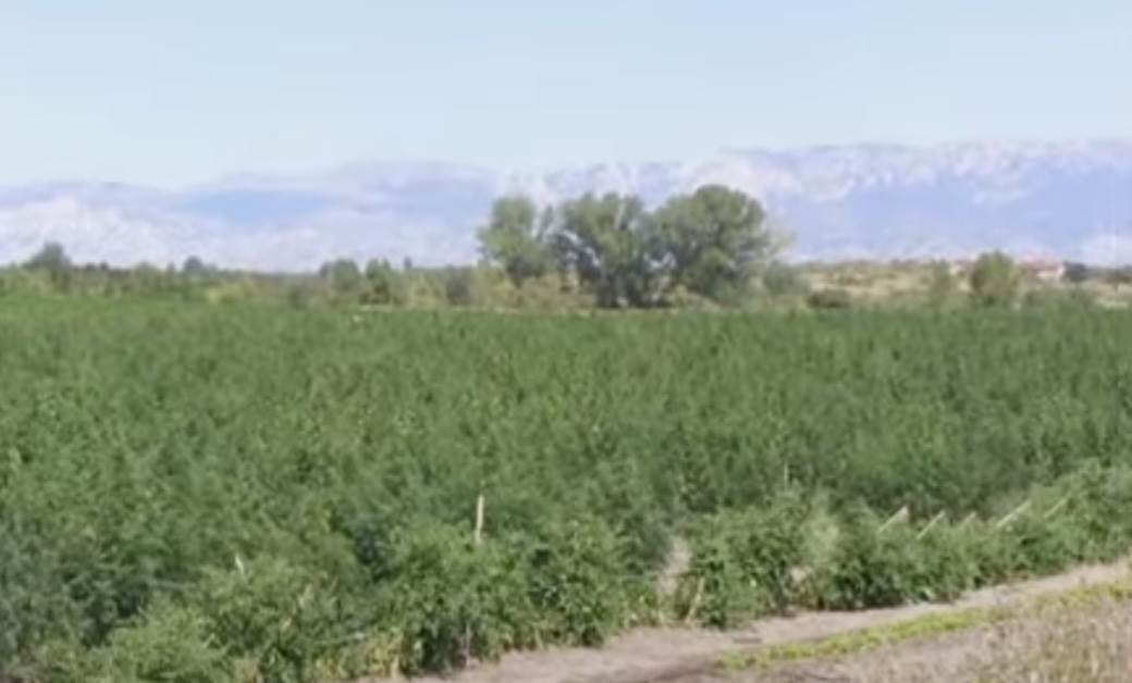  Otkrivena velika plantaža marihuane kod Zadra 