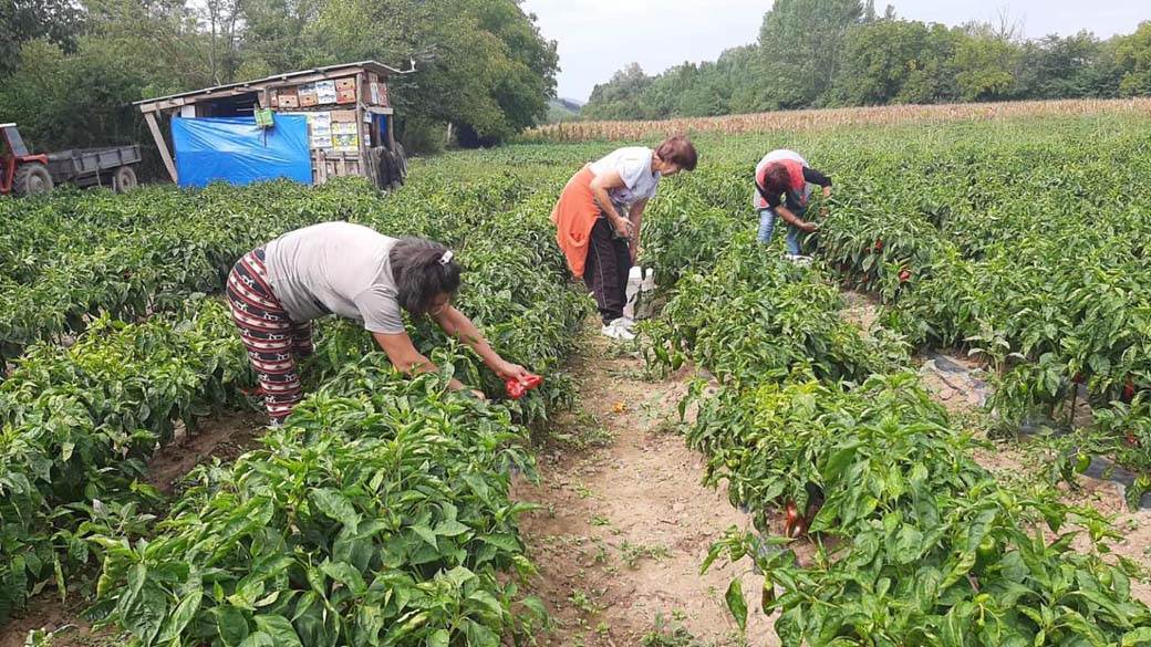  Srbin napravio biznis sa uzgajanjem paprike 
