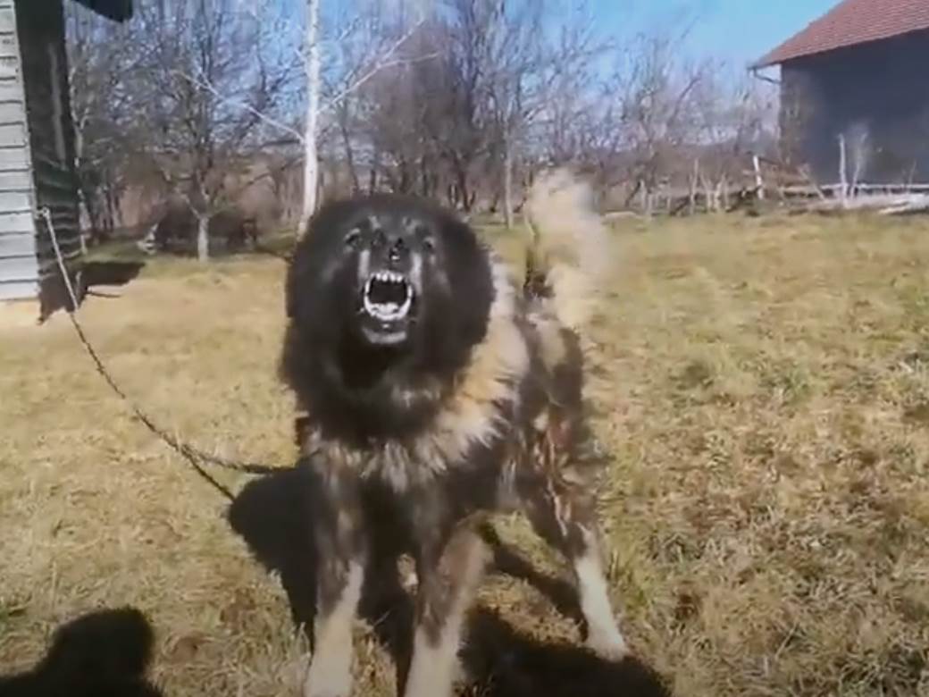  Pas izujedao i ubio vlasnicu u Kragujevcu 