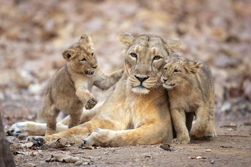  Četiri mladunčeta lava uginula u Palićkom ZOO vrtu 