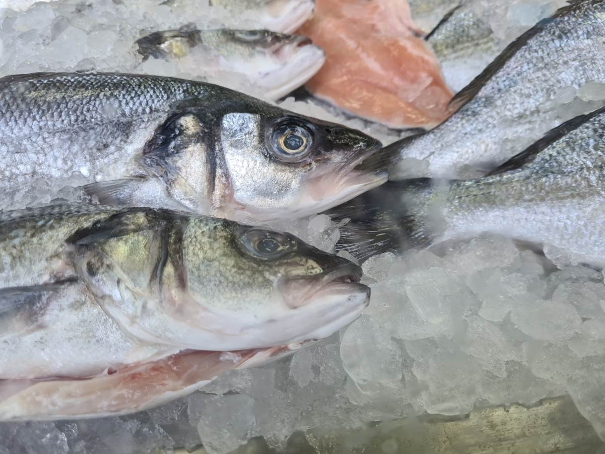  Najnezdravija riba izaziva gojenje 