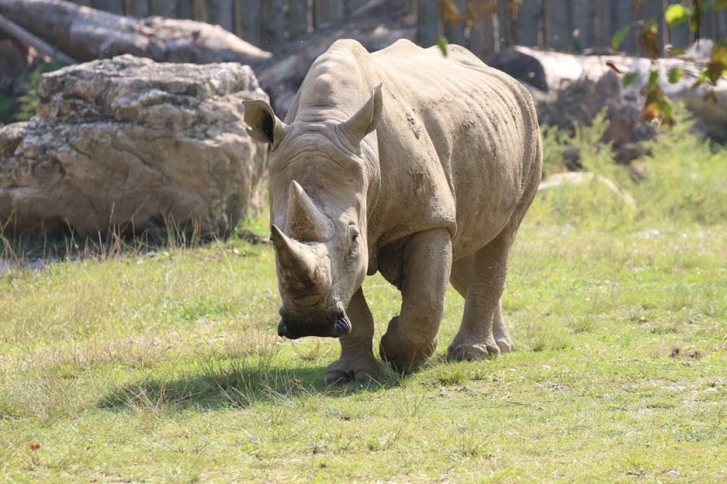  Umro beli nosorog Tobi 