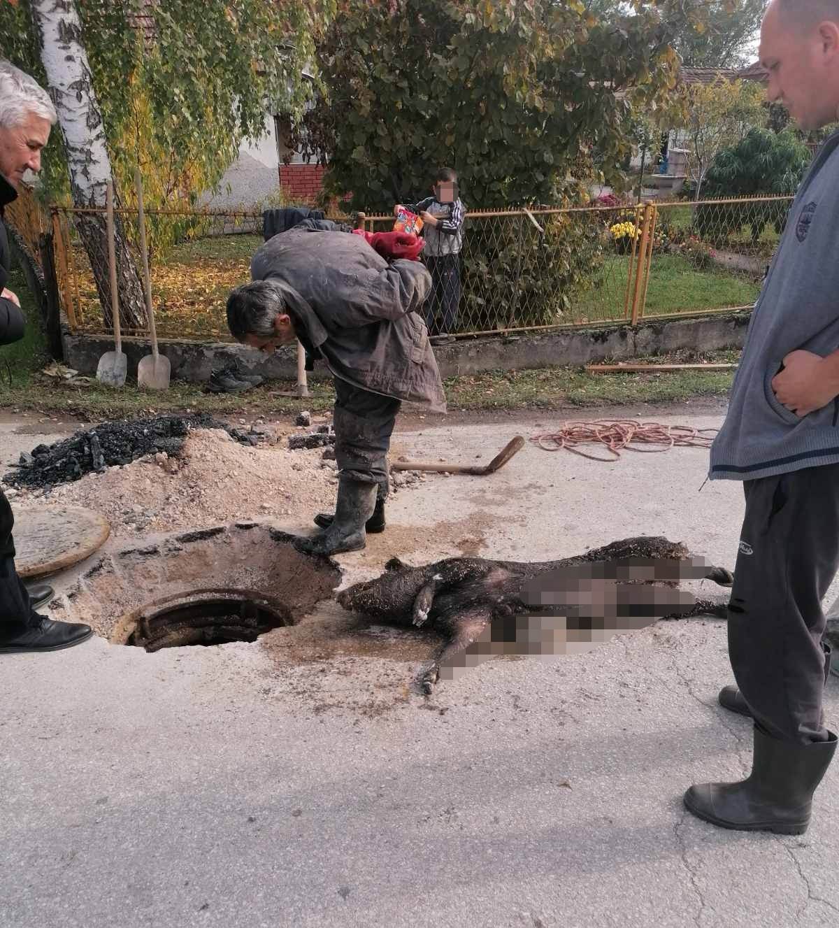 Mrtva svinja  pronađena u kanalizaciji u Čačku 