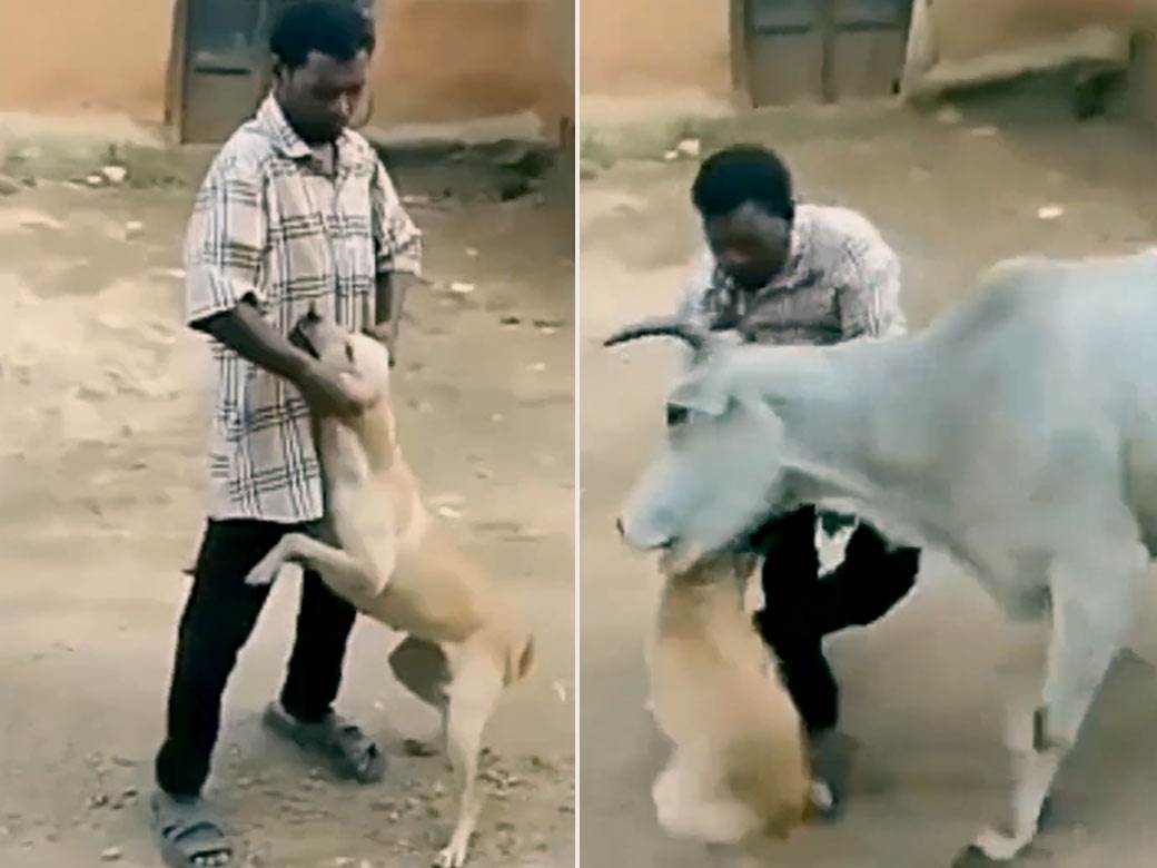  Mučio psa pa ga napala krava 