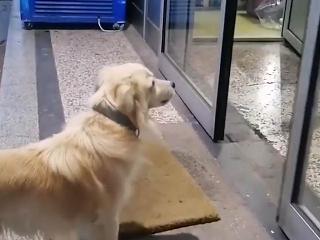 Pas čeka gazdu ispred bolnice 