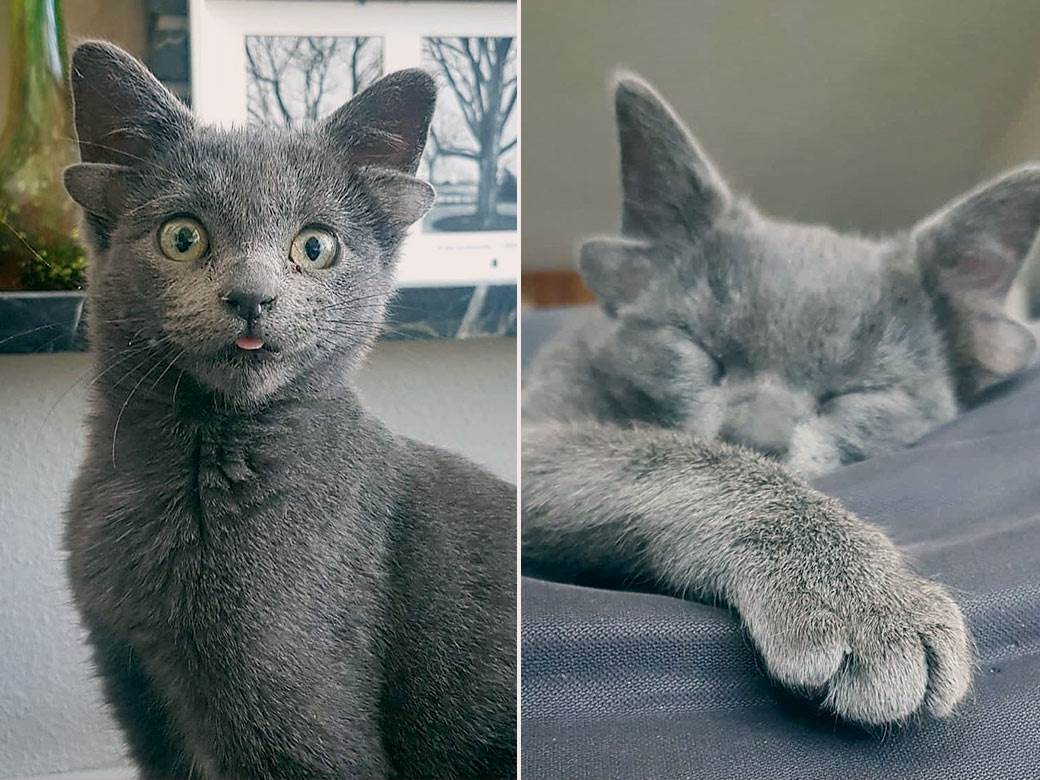  Maca sa čudnim ušima 