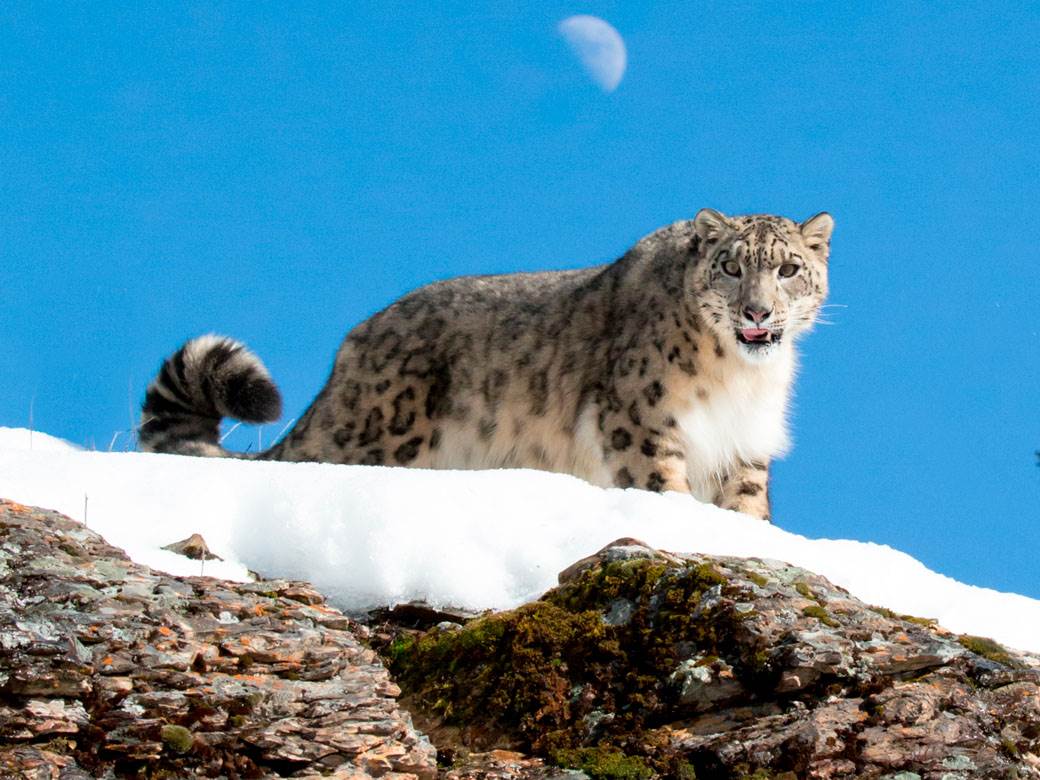  Tri snežna leoparda uginula od korone 