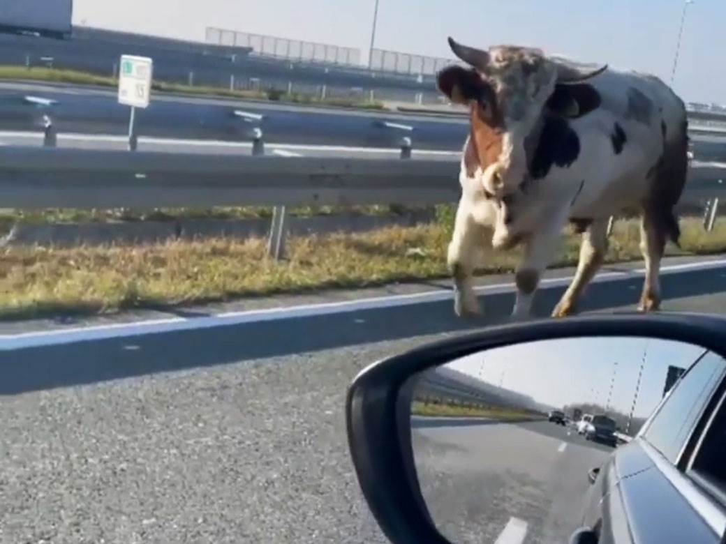  Snimak bika na autoputu kod Novog Sada 