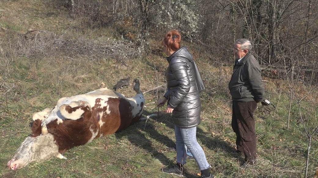  Krivična prijava za ubistvo bika kod Priboja 