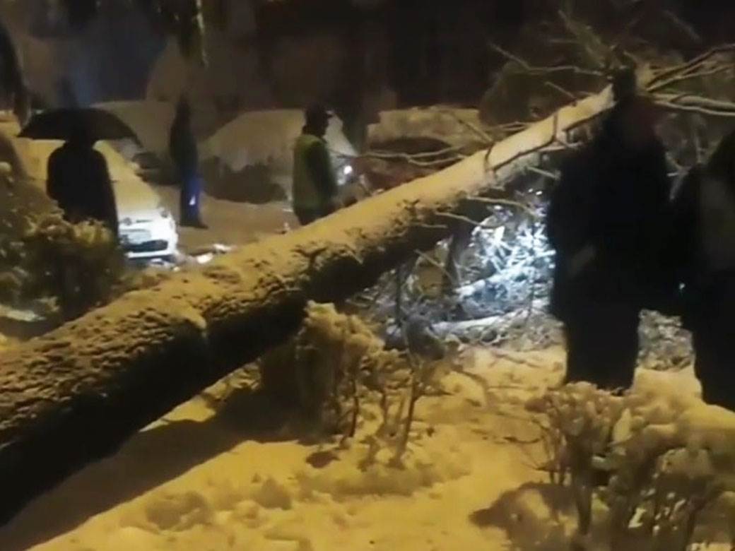  Sneg oborio drvo na MIljakovcu 