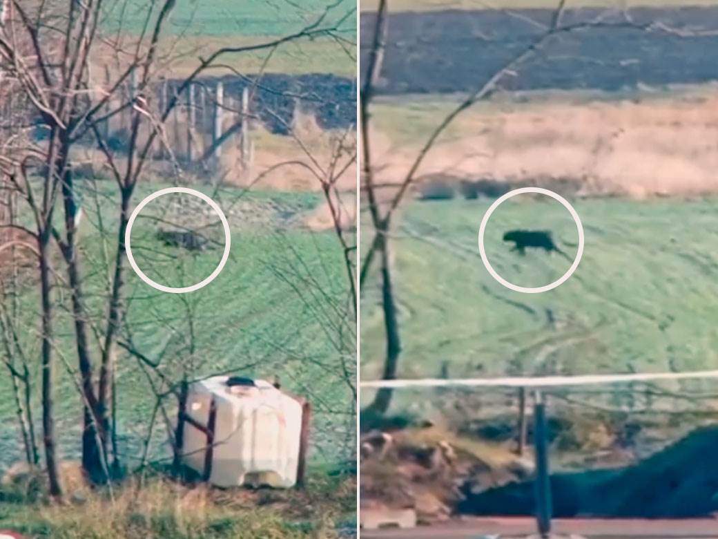  Kamere snimile pantera nedaleko od granice sa Srbijom 
