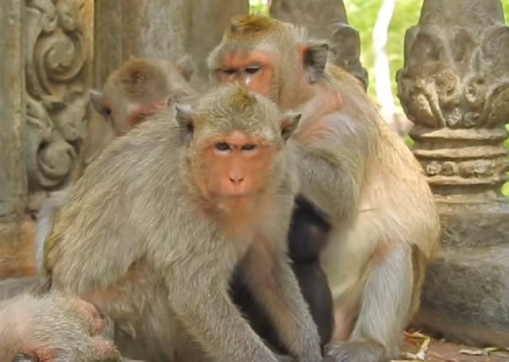  Majmuni pobegli iz zoo vrta kod Prijedora 