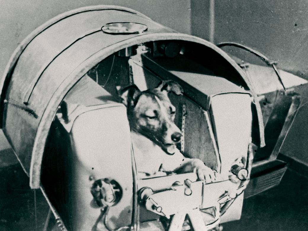  Pas Lajka prvo živo biće poslato u svemir 