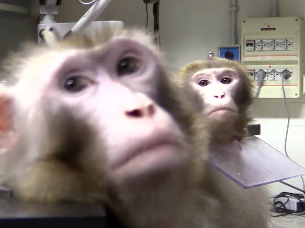  Laboratorijski majmuni pobegli iz kamiona 