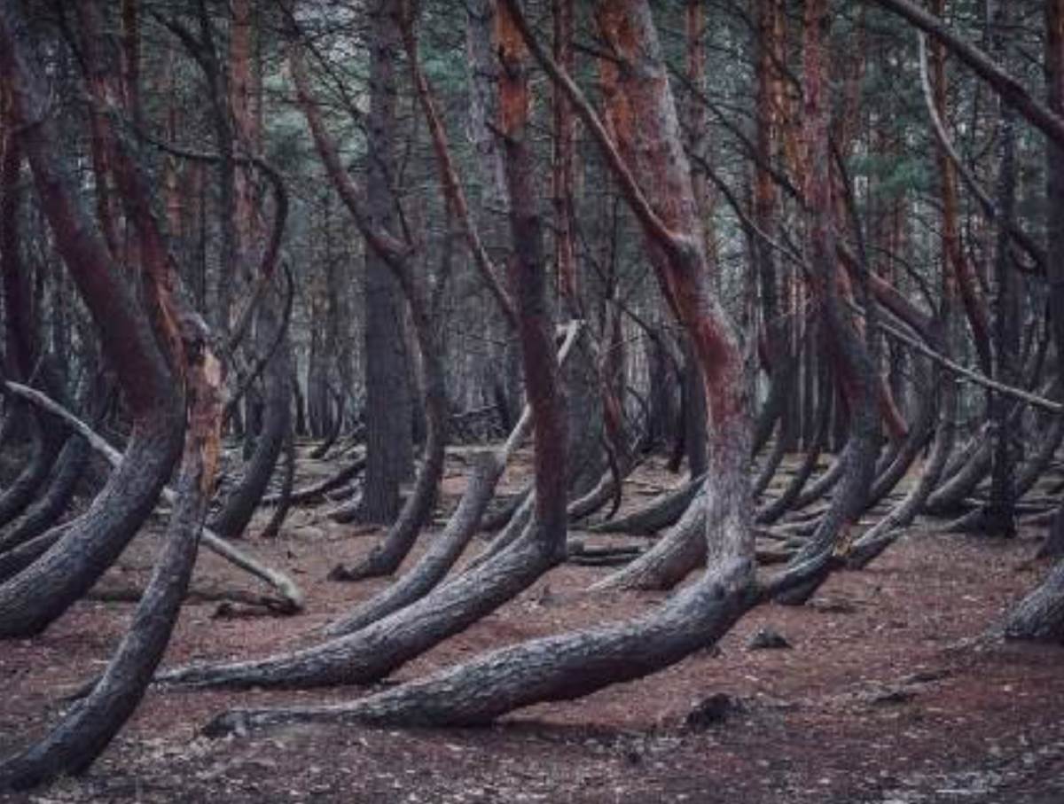  Pijana šuma-Moskava-drveće koje pleše-mitovi-priče-činjenice 