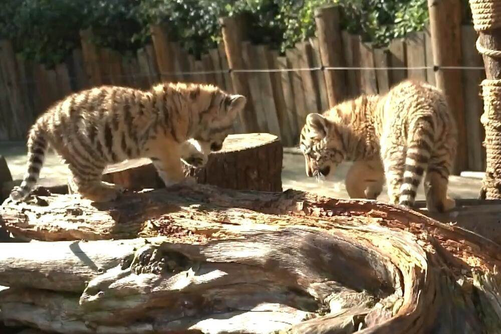  Novorođene bliznakinje sibirskih tigrova u Kunmingu! 