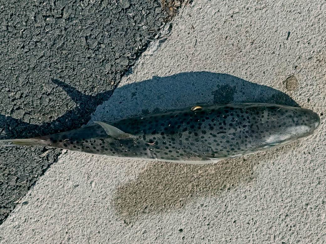  Otrovna riba u Jadranu u Hrvatskoj 