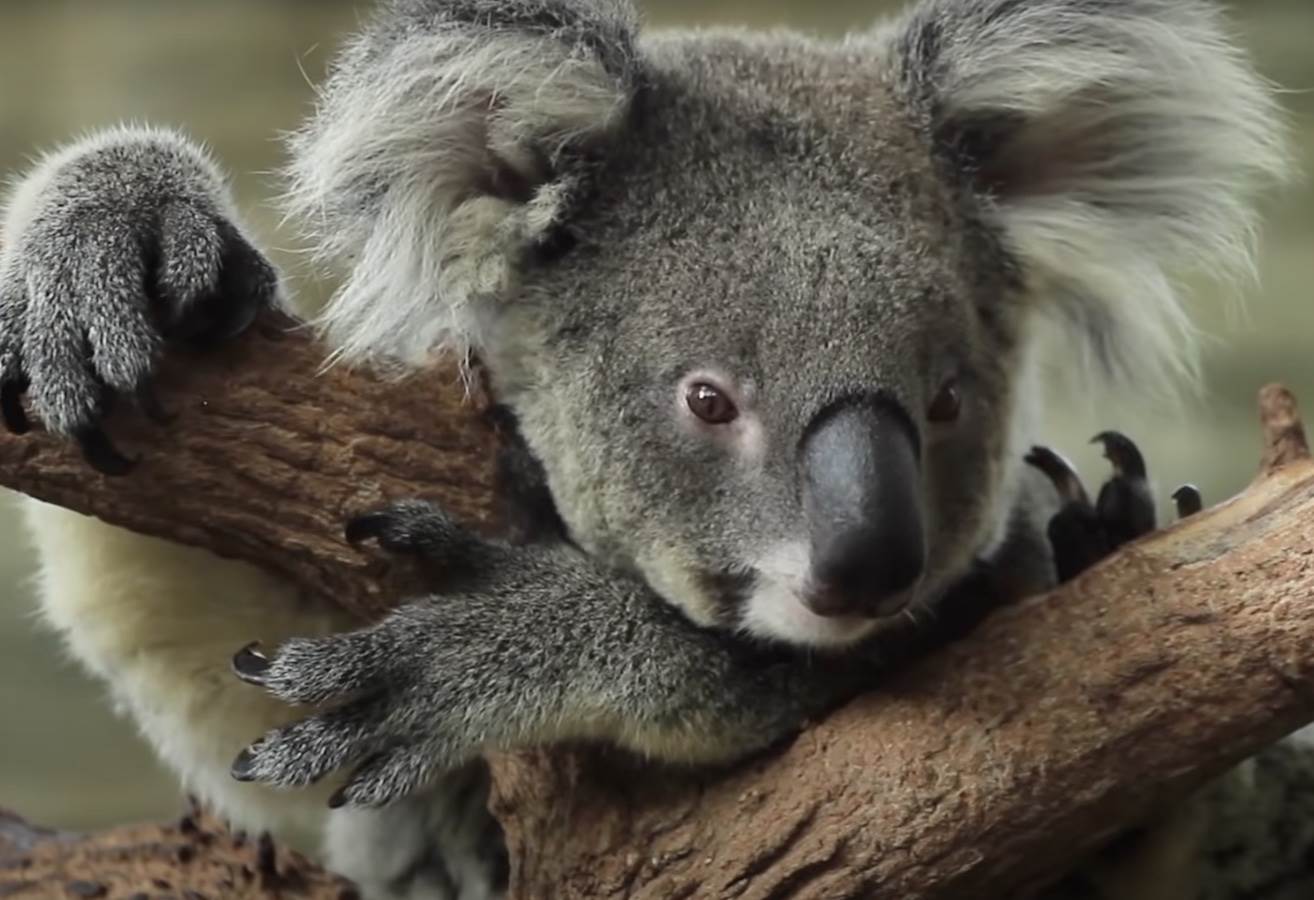  Koale su ugrožena vrsta 