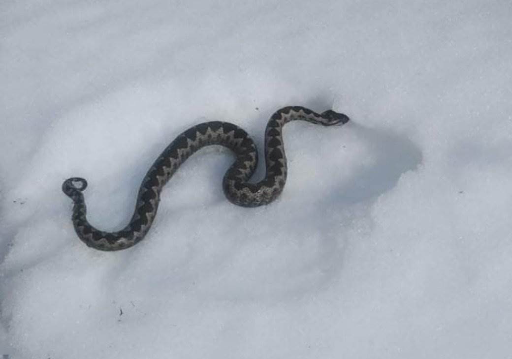  MIlivoje pronašao zmiju na snegu 