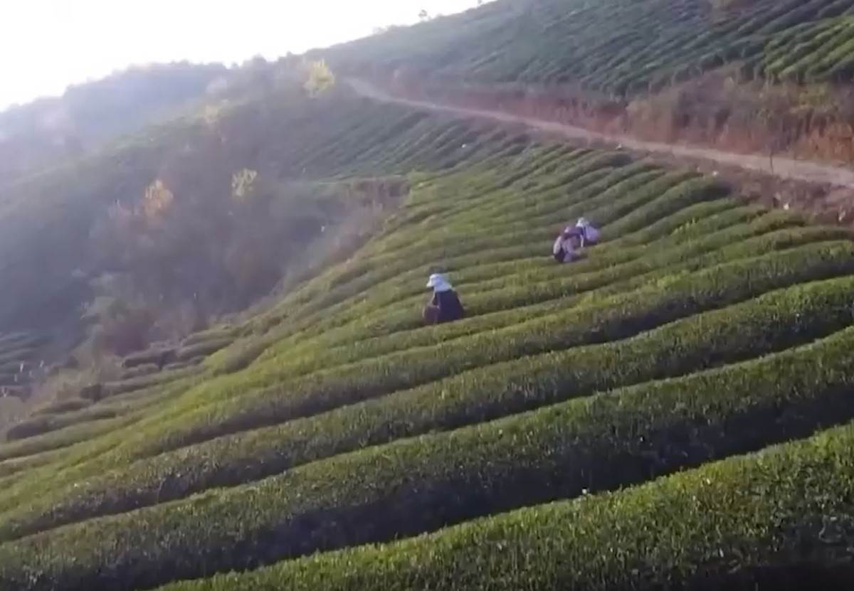  KINA Počela sezona branja čaja: Pre Zadušnica je dragocen kao zlato VIDEO 