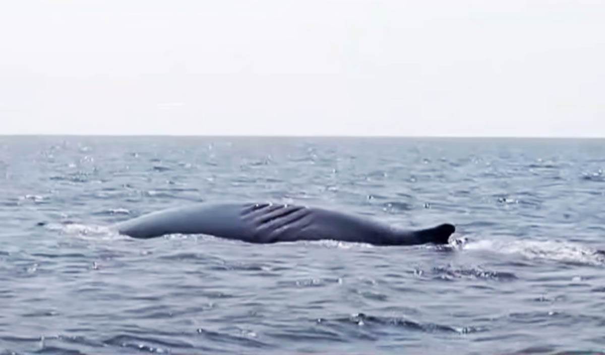  Snimljen kit u Jadranu 