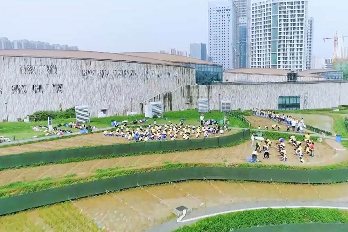  VEOMA VAŽNA NAMIRNICA U KINI Muzej pirinča u provinciji Hunan VIDEO 
