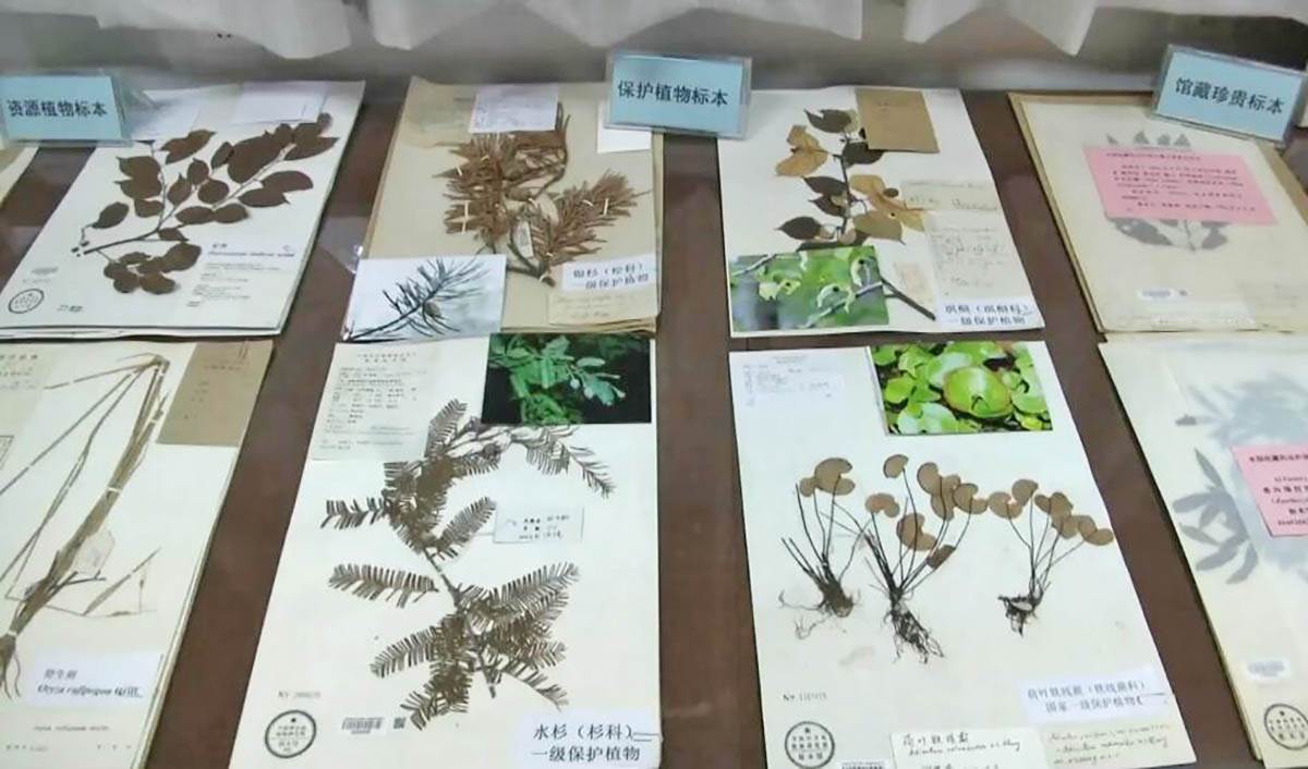  U najvećem botaničkom muzeju u Aziji čuva se 2,87 miliona primeraka biljaka VIDEO 