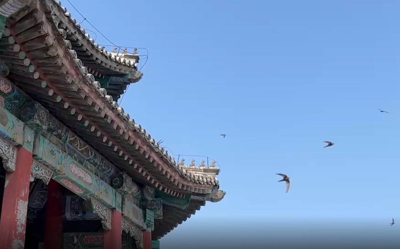  PEKINŠKE CRNE ČIOPE PONOVO U PEKINGU: Jedina ptica koja je dobila po kineskoj prestonici VIDEO 