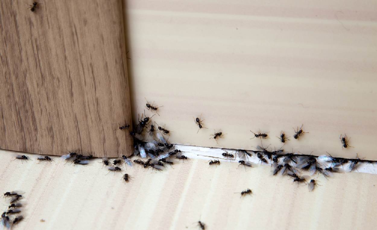  Mravi u kuhinji 
